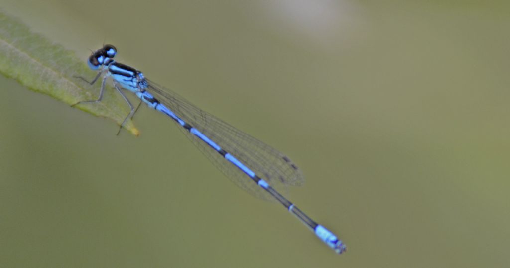 Quale Coenagrion? C. puella